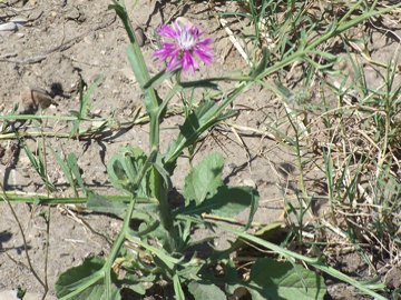 Centaurea napifolia / Fiordaliso romano