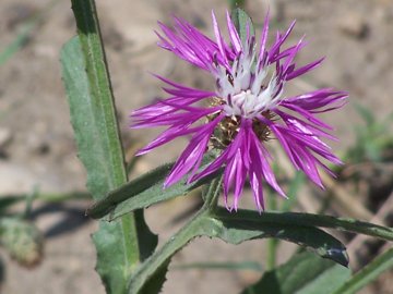 Centaurea napifolia / Fiordaliso romano