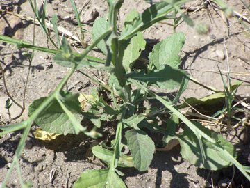 Centaurea napifolia / Fiordaliso romano