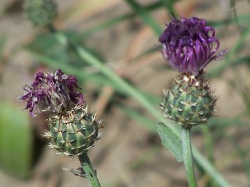 Centaurea napifolia / Fiordaliso romano