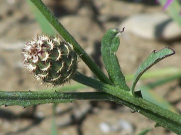 Centaurea napifolia / Fiordaliso romano