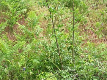 Opopanax chironium / Opopanide comune