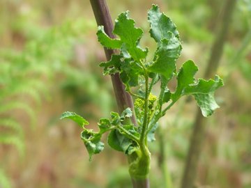 Opopanax chironium / Opopanide comune