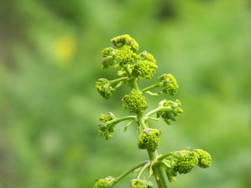 Opopanax chironium / Opopanide comune