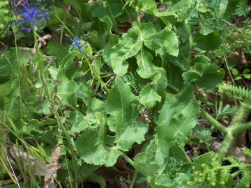 Opopanax chironium / Opopanide comune