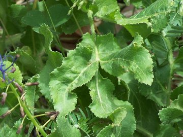 Opopanax chironium / Opopanide comune