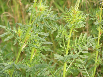 Reseda alba