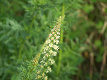 Reseda alba