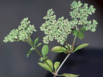 Polycarpon tetraphyllum / Migliarina a 4 foglie