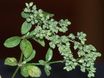 Polycarpon tetraphyllum / Migliarina a 4 foglie