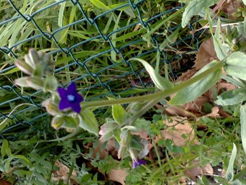 Anchusa undulata L. subsp. hybrida (Ten.) Bg.