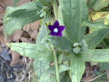 Anchusa undulata L. subsp. hybrida (Ten.) Bg.