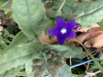 Anchusa undulata L. subsp. hybrida (Ten.) Bg.