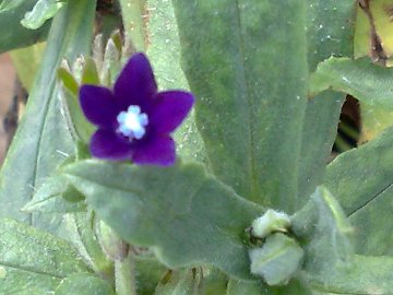 Anchusa undulata L. subsp. hybrida (Ten.) Bg.