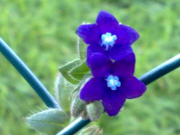 Anchusa undulata L. subsp. hybrida (Ten.) Bg.