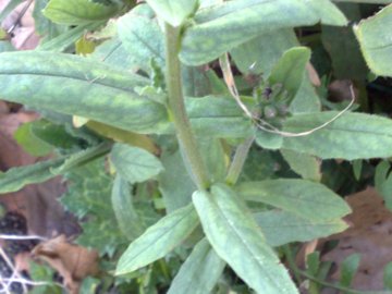 Anchusa undulata L. subsp. hybrida (Ten.) Bg.