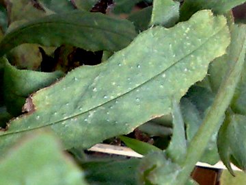 Anchusa undulata L. subsp. hybrida (Ten.) Bg.