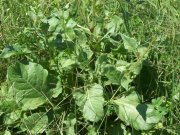 Beta vulgaris / Bietola