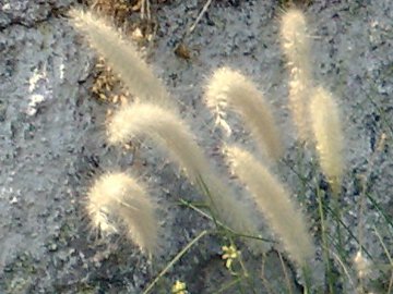 Pennisetum setaceum