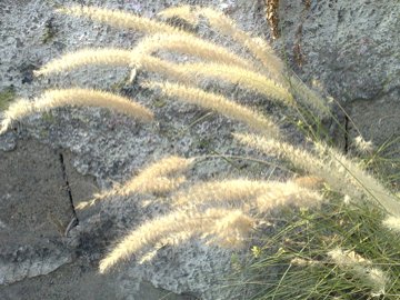 Pennisetum setaceum