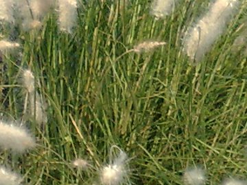 Pennisetum setaceum