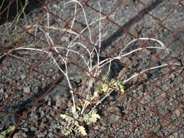 Ecco perch lo chiamano cornuto! Glaucium flavum