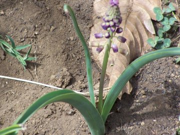 Nei boschi dell''Etna - Muscari comosum