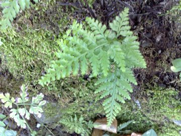 Asplenium cfr. adiantum-nigrum