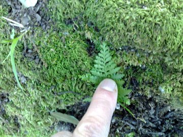 Asplenium cfr. adiantum-nigrum