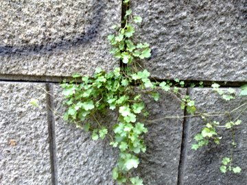 Cymbalaria muralis