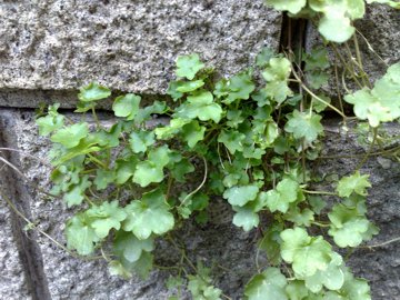 Cymbalaria muralis