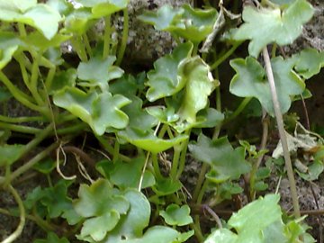 Cymbalaria muralis