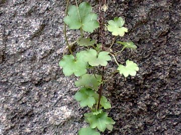 Cymbalaria muralis