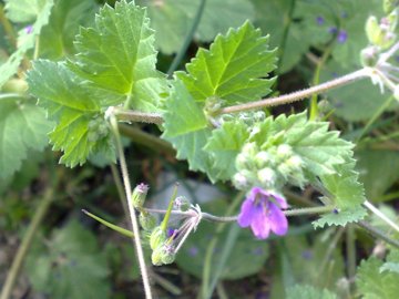 Erodium malacoides