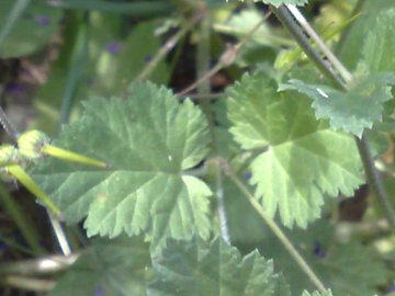 Erodium malacoides