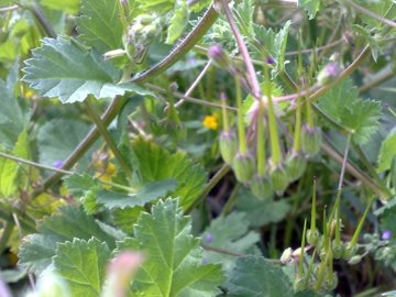 Erodium malacoides