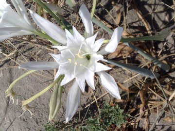 nelle dune del Parco del Circeo - Pancratium maritimum