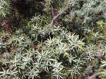 Juniperus oxycedrus / Ginepro coccolone, G. rosso