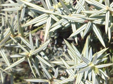 Juniperus oxycedrus / Ginepro coccolone, G. rosso