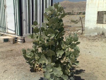 Calotropis procera da Gerico