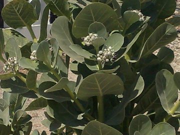 Calotropis procera da Gerico