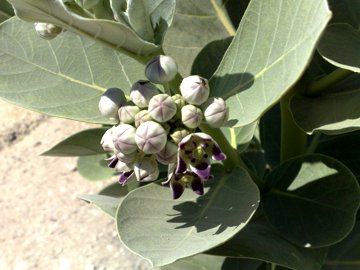 Calotropis procera da Gerico