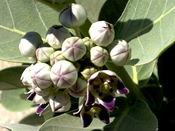 Calotropis procera da Gerico