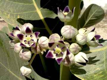 Calotropis procera da Gerico