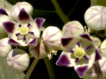 Calotropis procera da Gerico