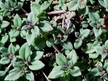 Ziziphora granatensis (=Clinopodium alpinum subsp. meridionale) / Clinopodio meridionale