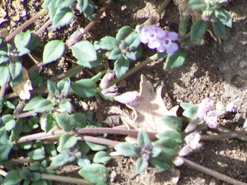 Ziziphora granatensis (=Clinopodium alpinum subsp. meridionale) / Clinopodio meridionale