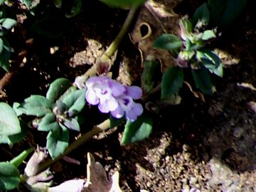 Ziziphora granatensis (=Clinopodium alpinum subsp. meridionale) / Clinopodio meridionale