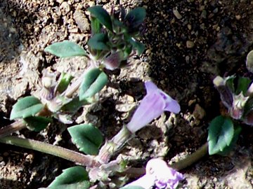 Ziziphora granatensis (=Clinopodium alpinum subsp. meridionale) / Clinopodio meridionale