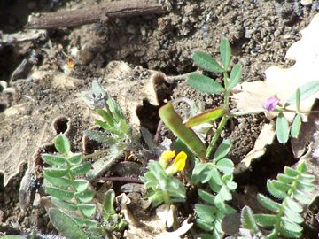 Ornithopus compressus e  Vicia lathyroides